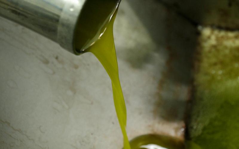 Oli nou d'oliva olive oil aove aceite de oliva virgen extra nuevo primera prensada  Rafael López-Monné