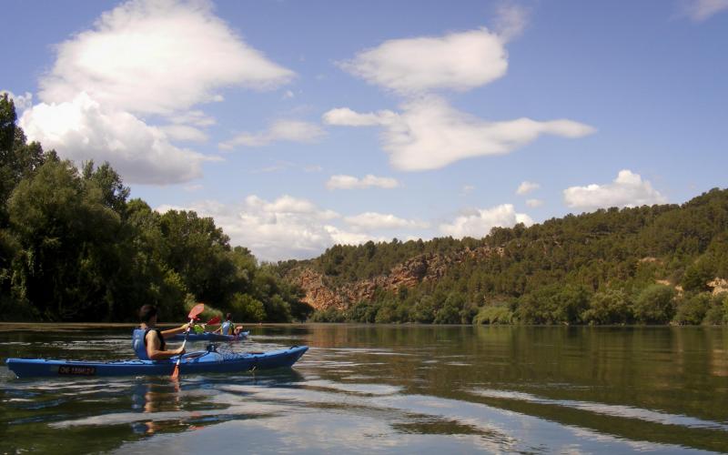 Birdwatching en kayak  Observará pájaros mientras remeu por el río Ebro