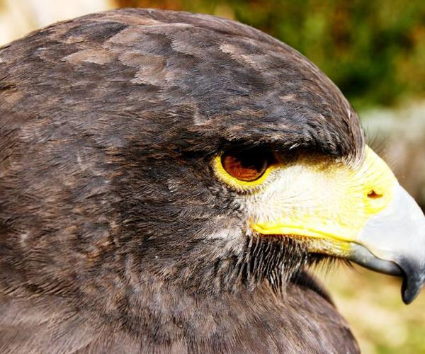 History, legend and wildlife  Visita a Pratdip y el Centre Horus de fauna salvaje